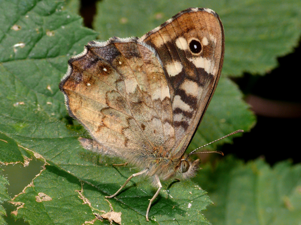 Bild Nr.07307 zum Vergrößern klicken Bild Nr.07307