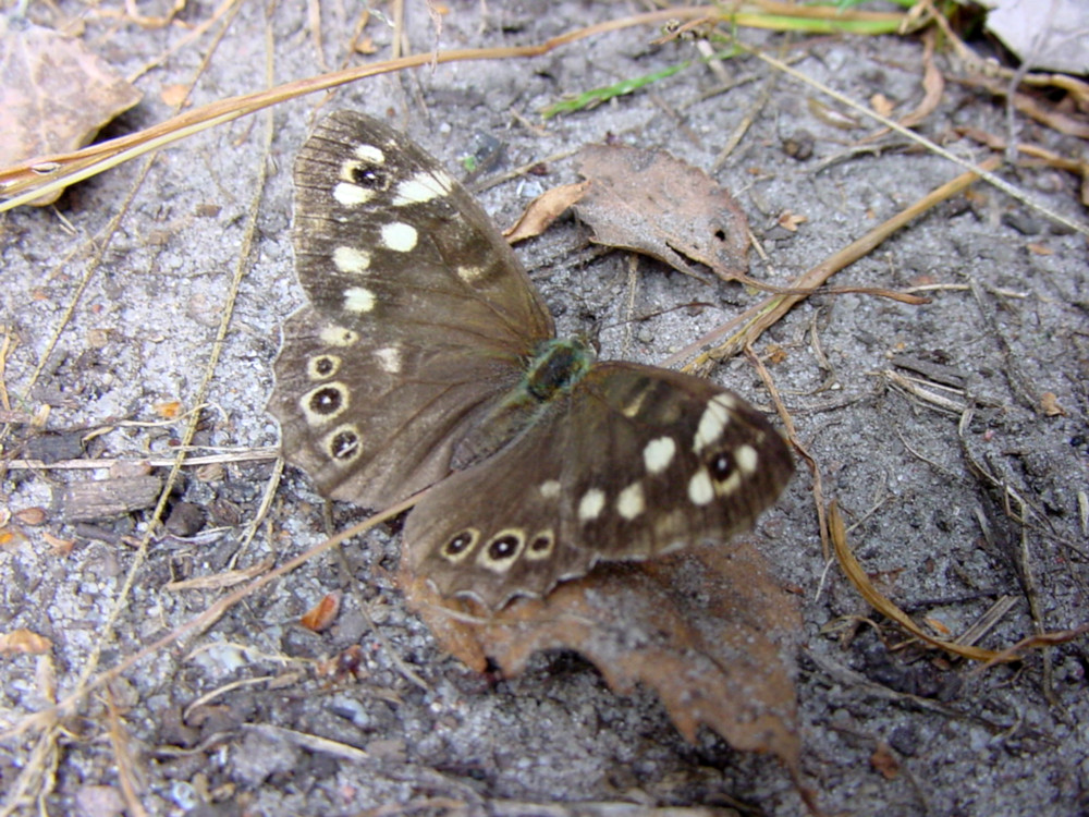 Bild Nr.07307 zum Vergrößern klicken Bild Nr.07307