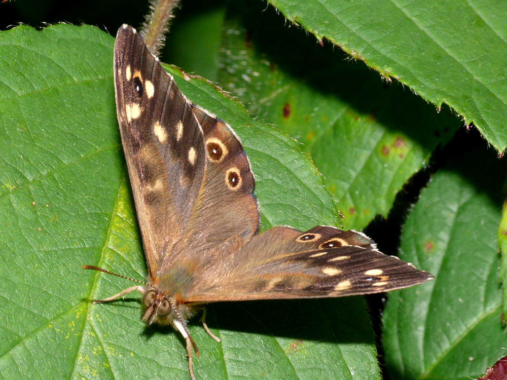 Bild Nr.07307 zum Vergrößern klicken Bild Nr.07307