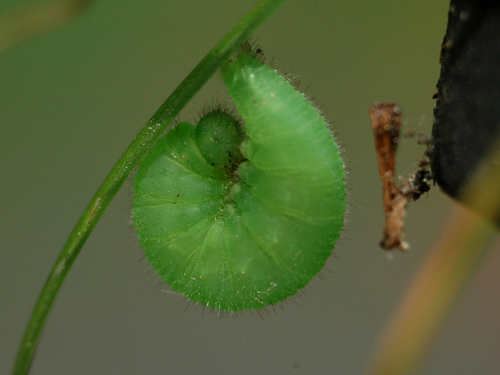 Bild Nr.07307 zum Vergrößern klicken Bild Nr.07307