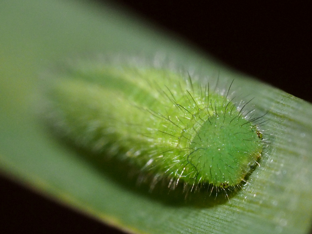 Bild Nr.07307 zum Vergrößern klicken Bild Nr.07307