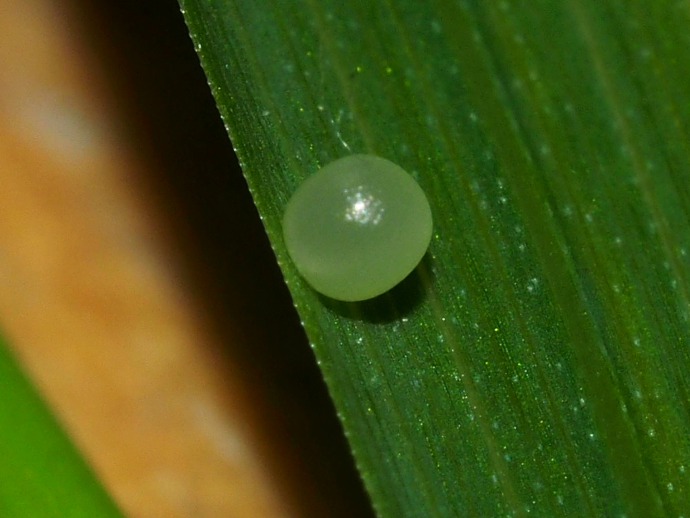 Bild Nr.07307 zum Vergrößern klicken Bild Nr.07307