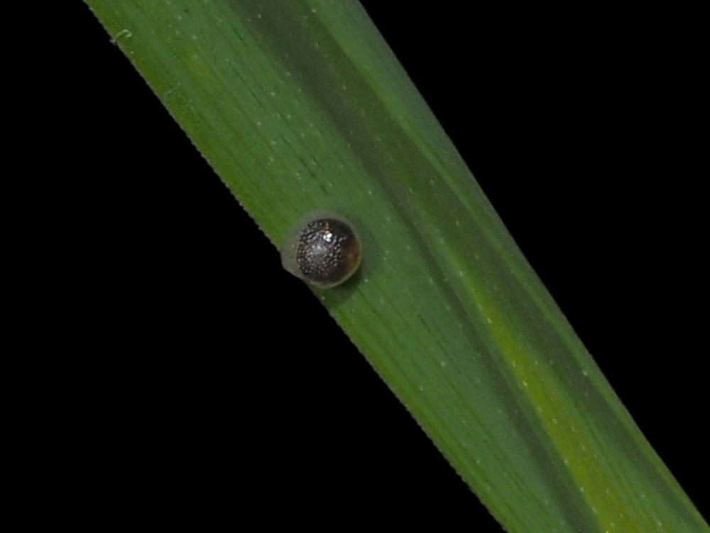 Bild Nr.07307 zum Vergrößern klicken Bild Nr.07307