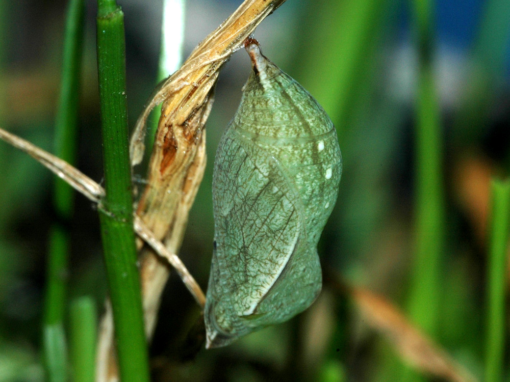 Bild Nr.07307 zum Vergrößern klicken Bild Nr.07307