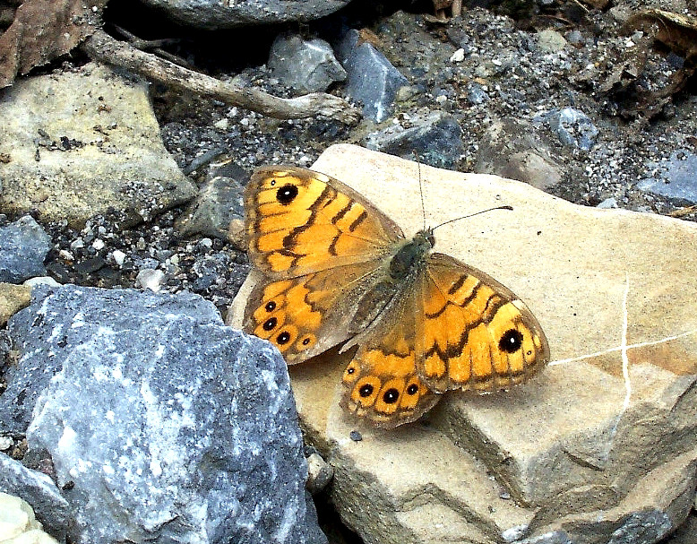 Bild Nr.07309 zum Vergrößern klicken Bild Nr.07309