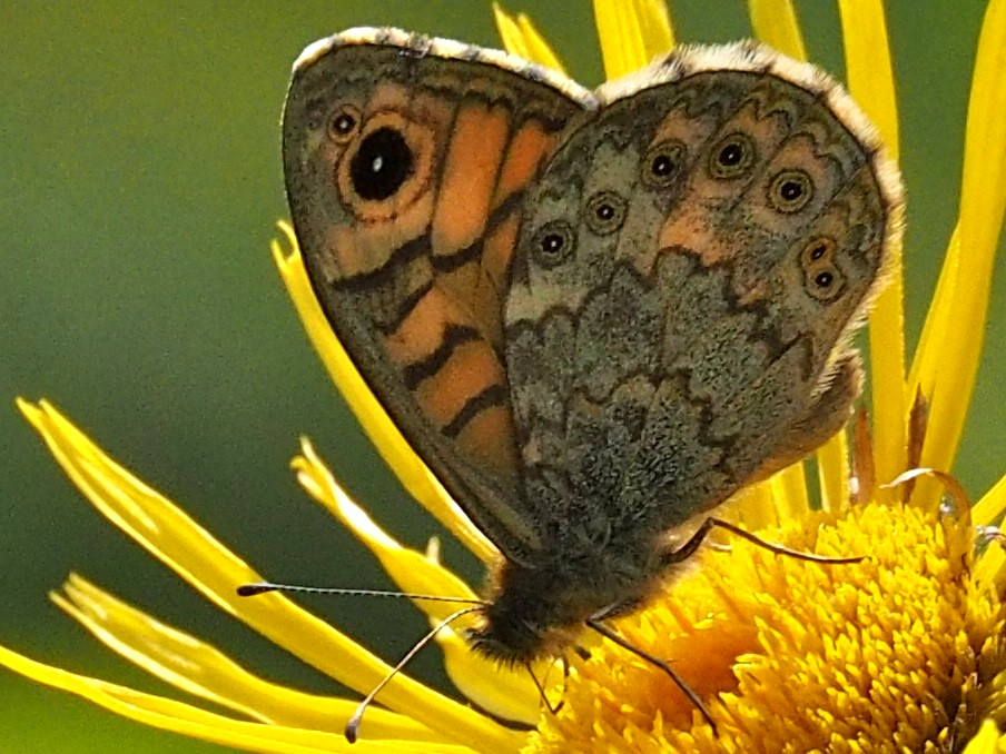 Bild Nr.07309 zum Vergrößern klicken Bild Nr.07309