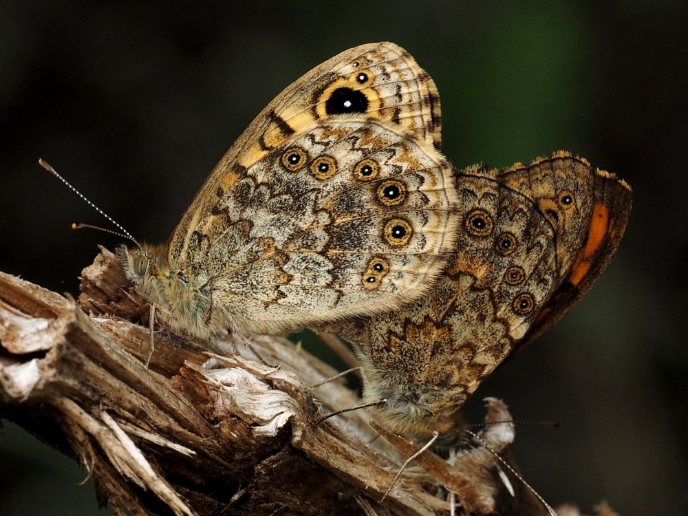 Bild Nr.07309 zum Vergrößern klicken Bild Nr.07309