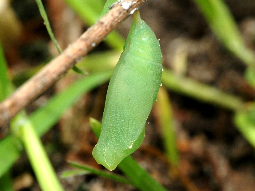 Bild Nr.07309 zum Vergrößern klicken Bild Nr.07309