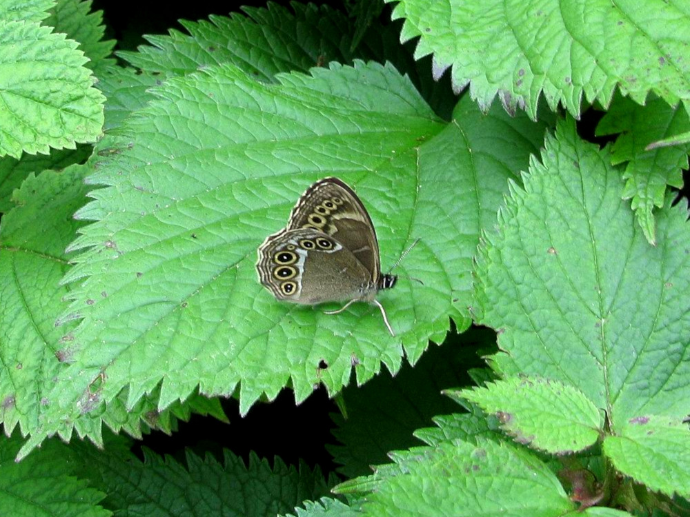 Bild Nr.07315 zum Vergrößern klicken Bild Nr.07315