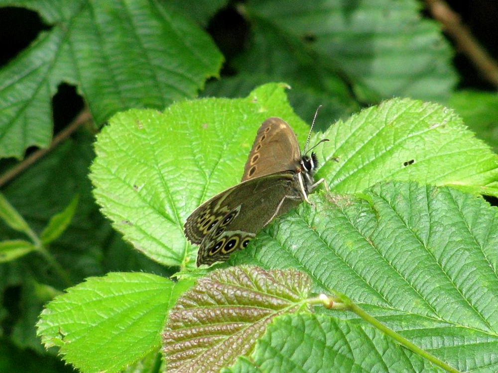 Bild Nr.07315 zum Vergrößern klicken Bild Nr.07315