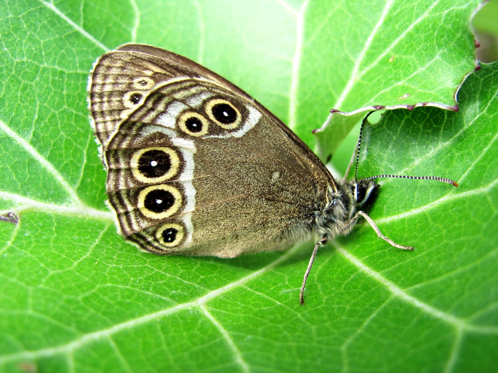 Bild Nr.07315 zum Vergrößern klicken Bild Nr.07315