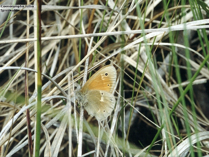 Bild Nr.07321 zum Vergrößern klicken Bild Nr.07321