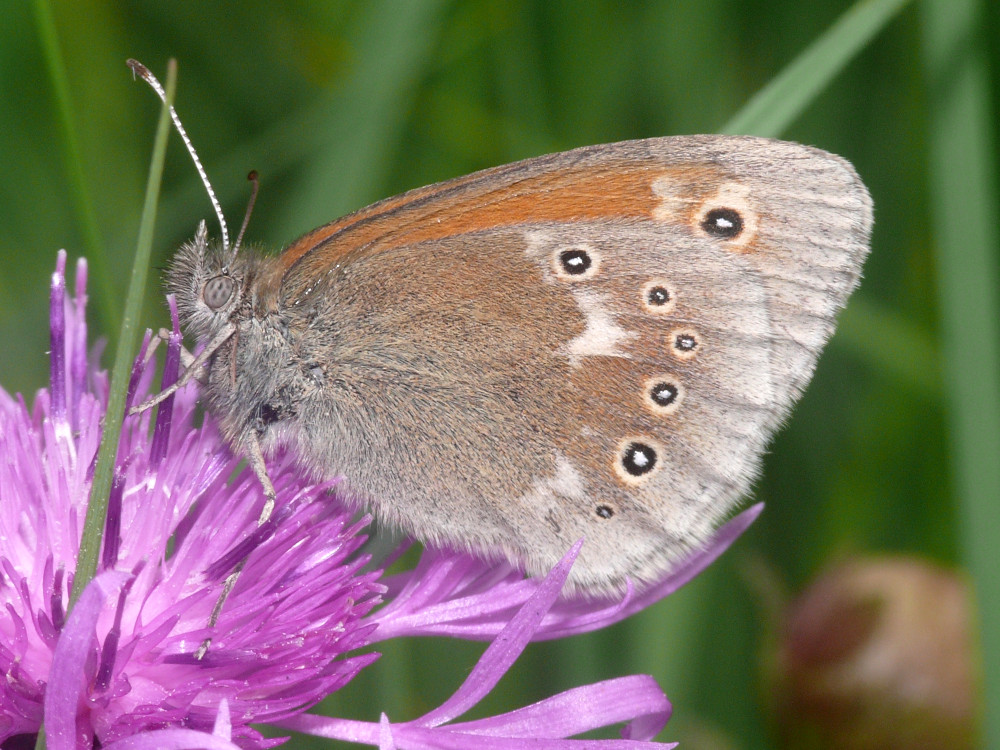 Bild Nr.07321 zum Vergrößern klicken Bild Nr.07321