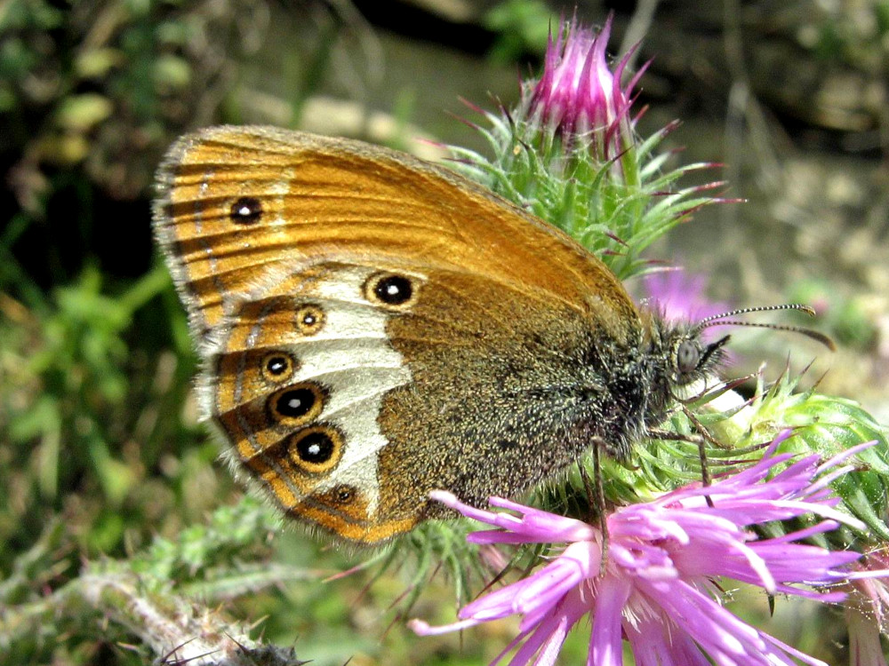 Bild Nr.07325 zum Vergrößern klicken Bild Nr.07325