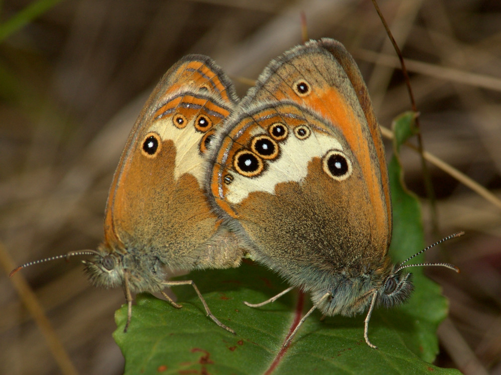Bild Nr.07325 zum Vergrößern klicken Bild Nr.07325