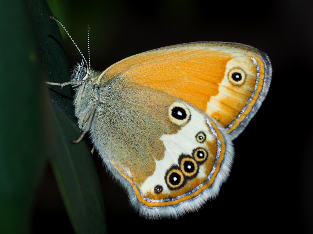 Bild Nr.07325 zum Vergrößern klicken Bild Nr.07325