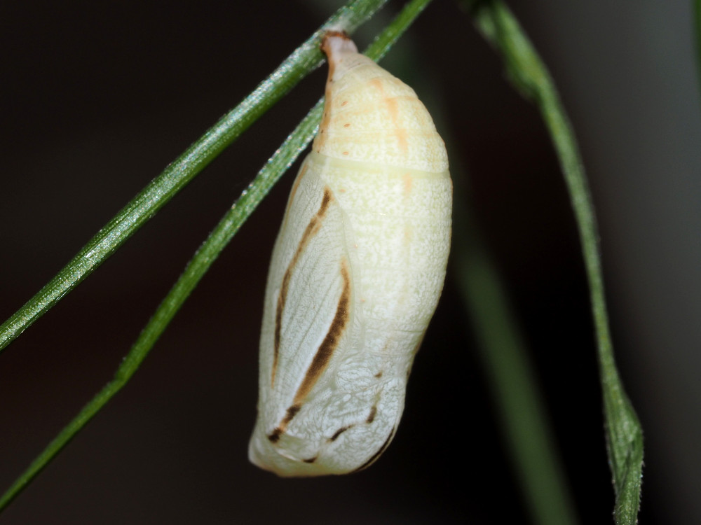 Bild Nr.07325 zum Vergrößern klicken Bild Nr.07325