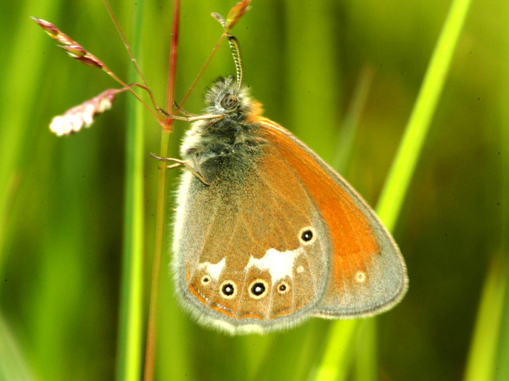 Bild Nr.07326 zum Vergrößern klicken Bild Nr.07326