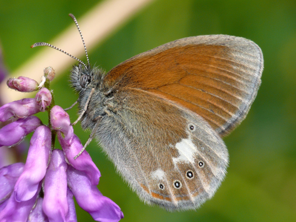 Bild Nr.07326 zum Vergrößern klicken Bild Nr.07326