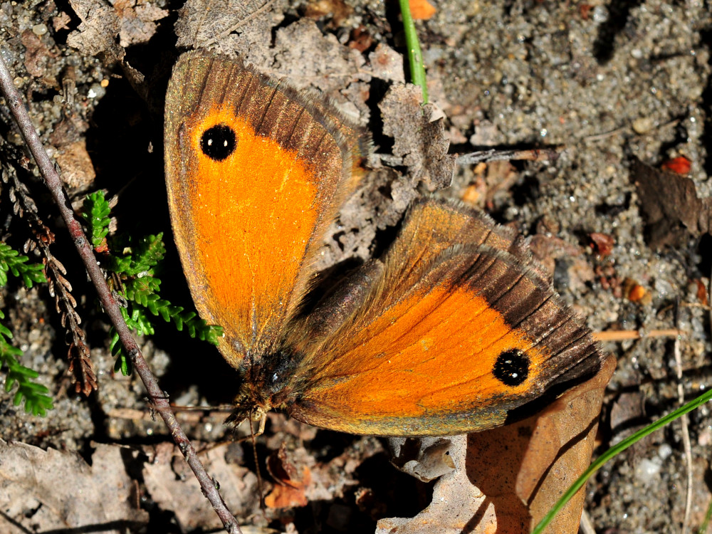 Bild Nr.07340 zum Vergrößern klicken Bild Nr.07340