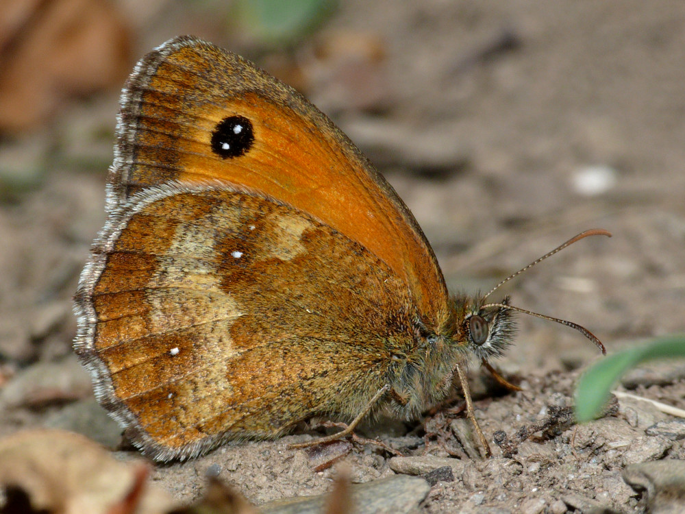 Bild Nr.07340 zum Vergrößern klicken Bild Nr.07340