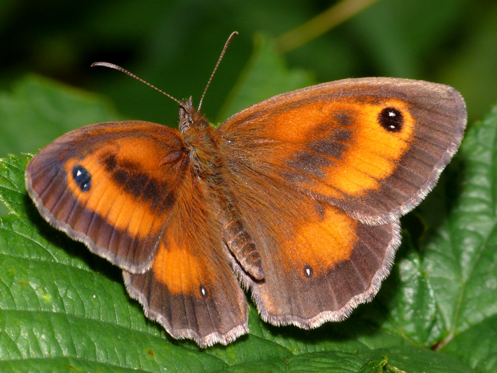 Bild Nr.07340 zum Vergrößern klicken Bild Nr.07340