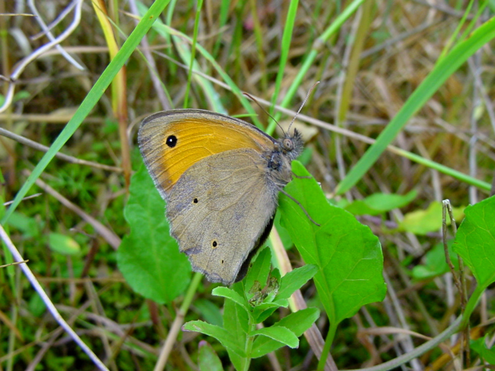 Bild Nr.07350 zum Vergrößern klicken Bild Nr.07350