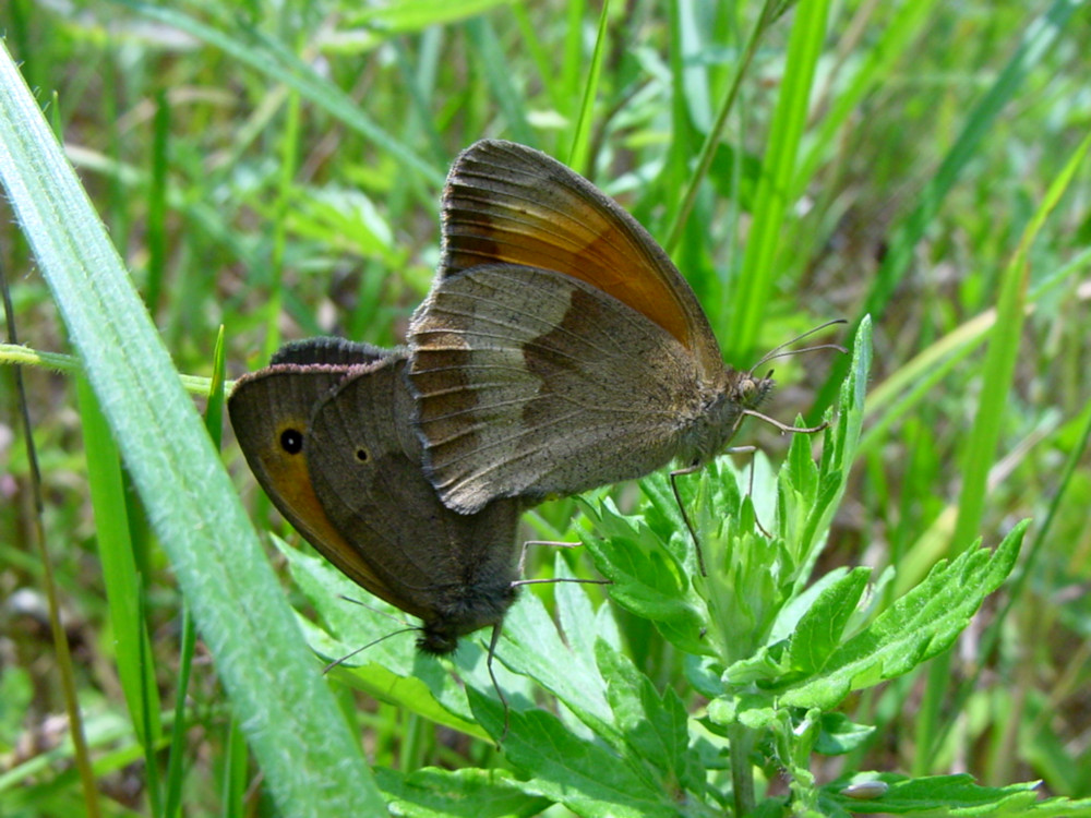 Bild Nr.07350 zum Vergrößern klicken Bild Nr.07350