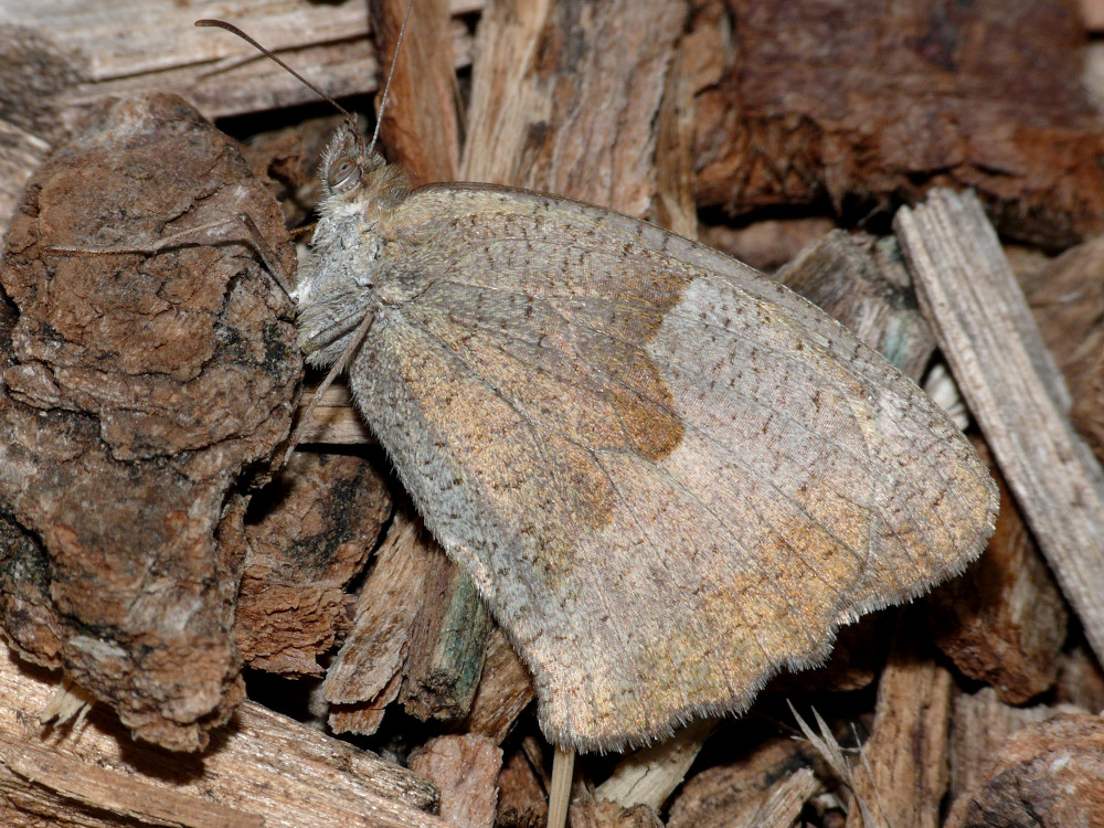 Bild Nr.07350 zum Vergrößern klicken Bild Nr.07350