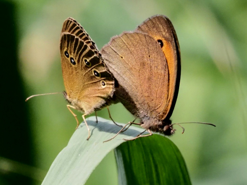 Bild Nr.07350 zum Vergrößern klicken Bild Nr.07350