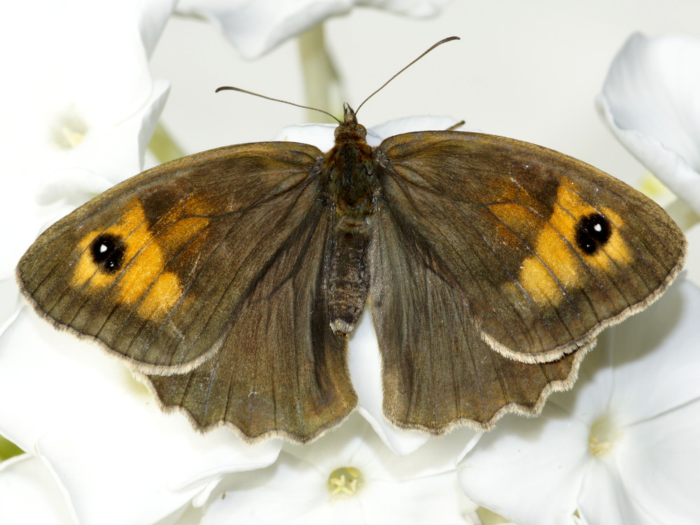 Bild Nr.07350 zum Vergrößern klicken Bild Nr.07350