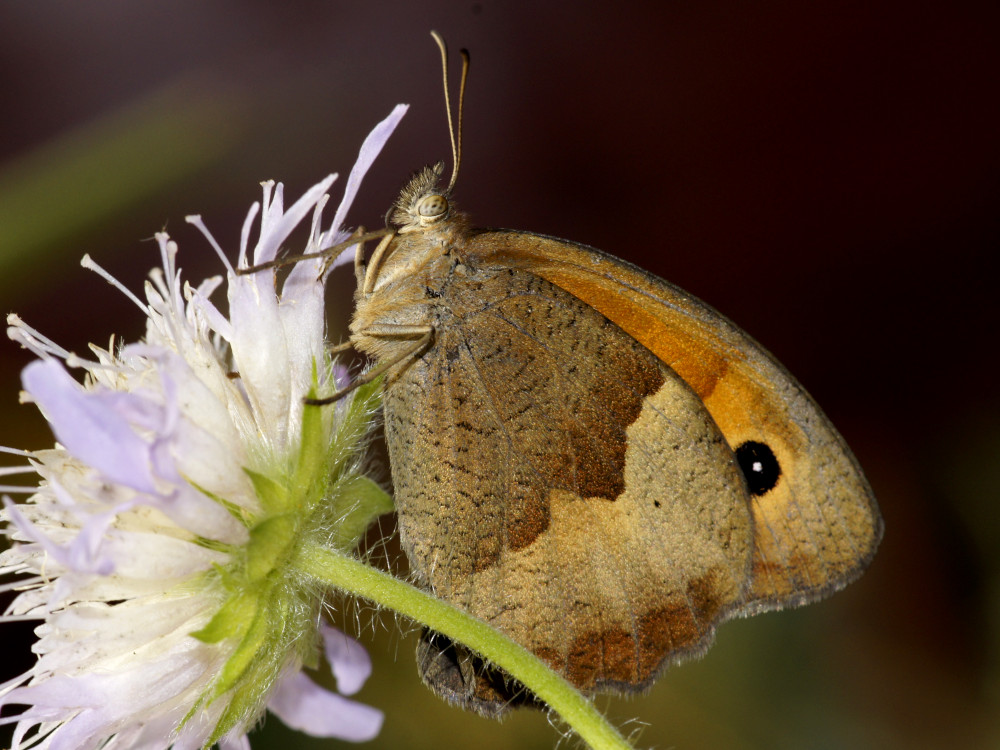 Bild Nr.07350 zum Vergrößern klicken Bild Nr.07350