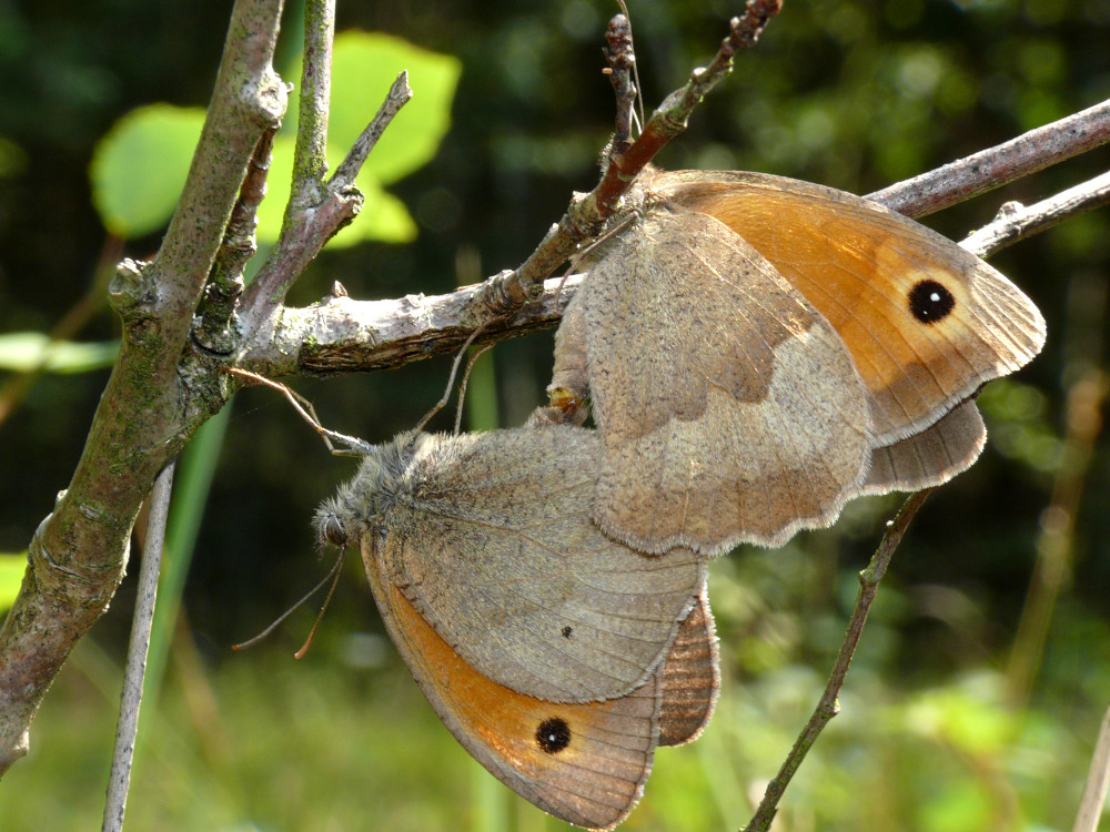 Bild Nr.07350 zum Vergrößern klicken Bild Nr.07350