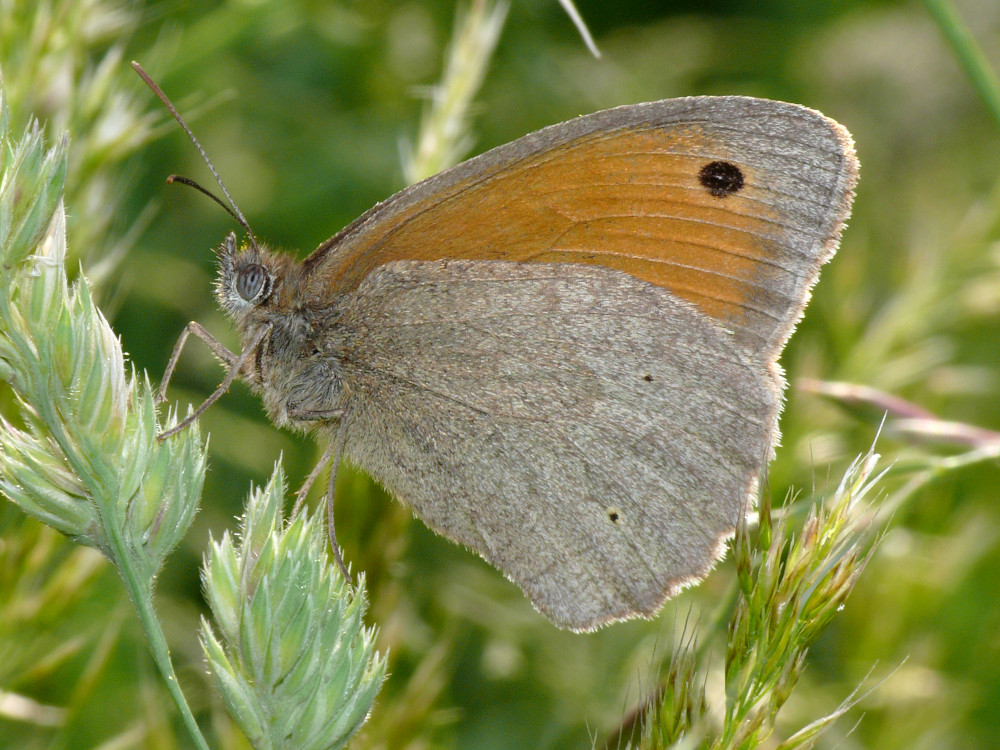 Bild Nr.07350 zum Vergrößern klicken Bild Nr.07350