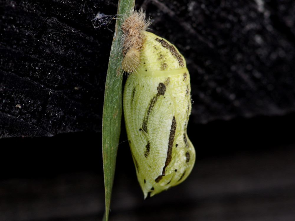 Bild Nr.07350 zum Vergrößern klicken Bild Nr.07350