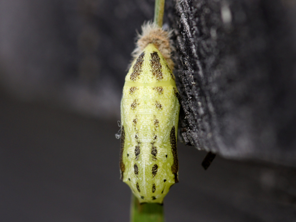 Bild Nr.07350 zum Vergrößern klicken Bild Nr.07350