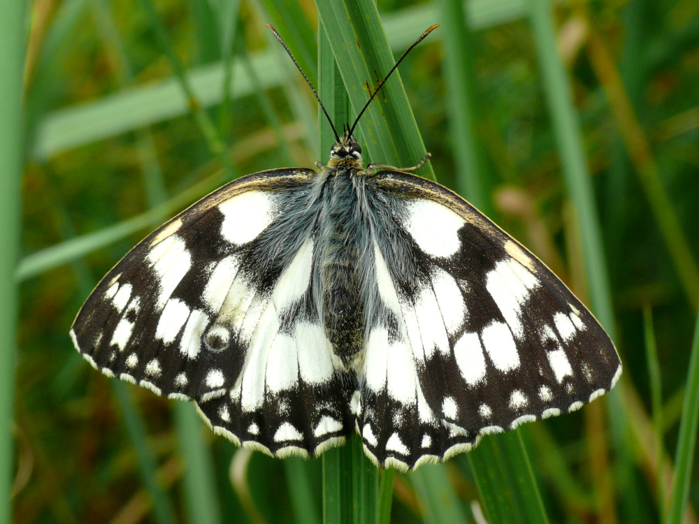 Bild Nr.07415 zum Vergrößern klicken Bild Nr.07415