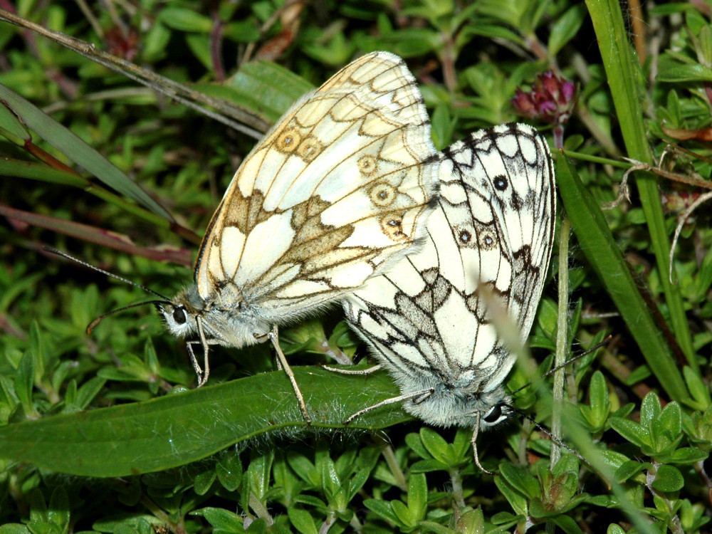 Bild Nr.07415 zum Vergrößern klicken Bild Nr.07415