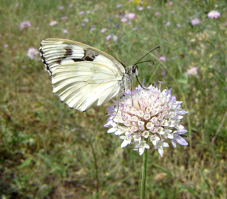 Bild Nr.07415 zum Vergrößern klicken Bild Nr.07415