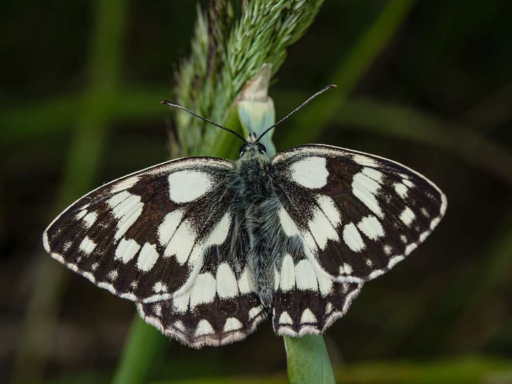 Bild Nr.07415 zum Vergrößern klicken Bild Nr.07415
