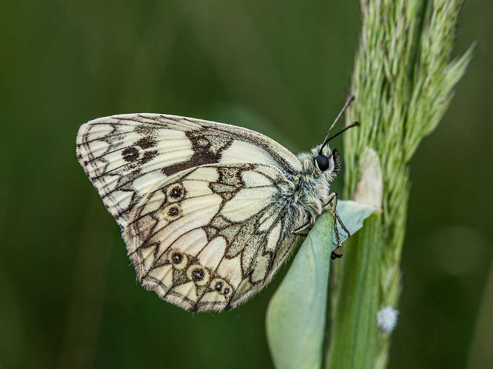 Bild Nr.07415 zum Vergrößern klicken Bild Nr.07415