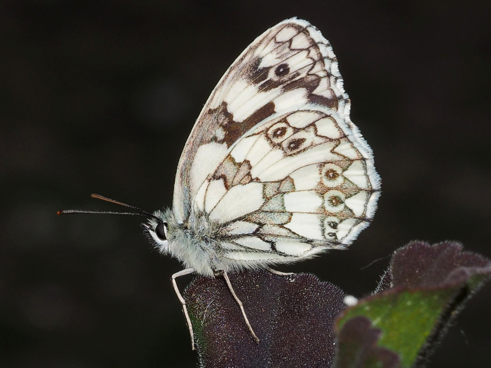 Bild Nr.07415 zum Vergrößern klicken Bild Nr.07415