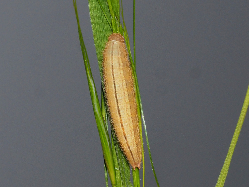 Bild Nr.07415 zum Vergrößern klicken Bild Nr.07415