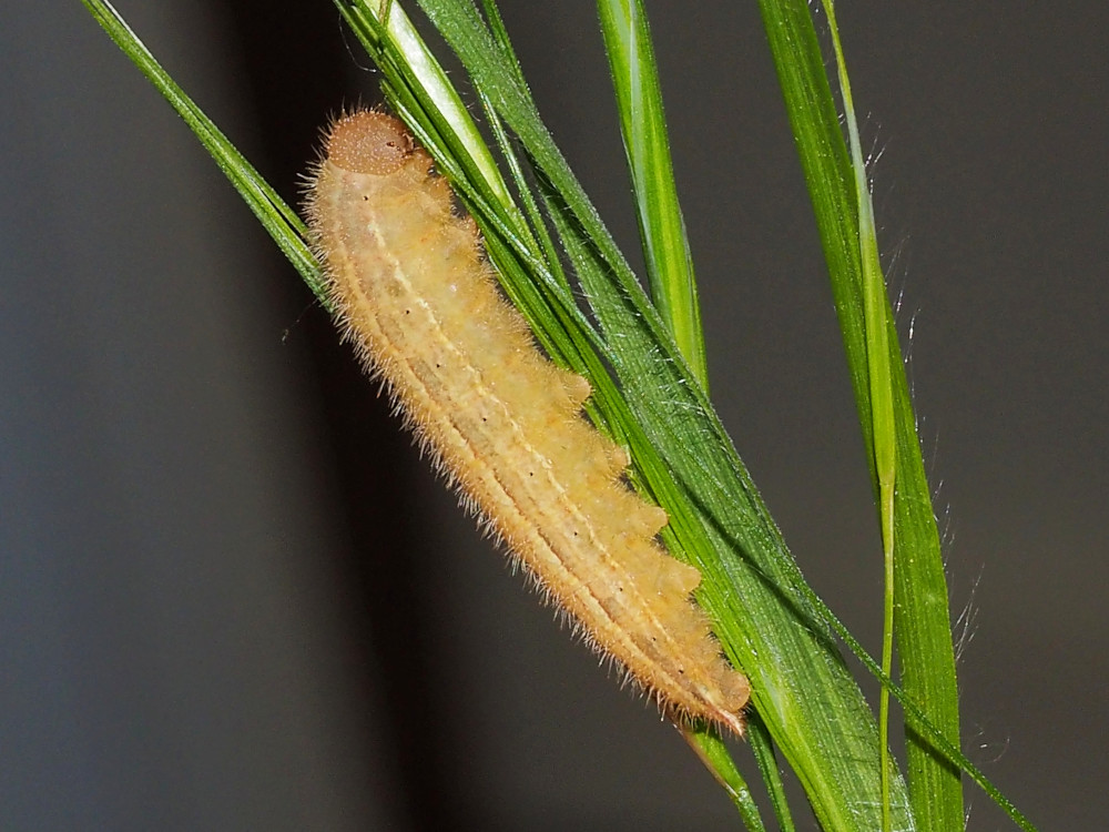 Bild Nr.07415 zum Vergrößern klicken Bild Nr.07415