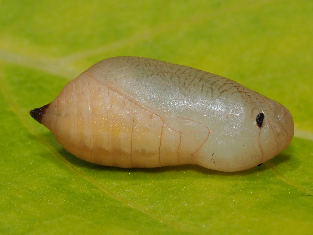 Bild Nr.07415 zum Vergrößern klicken Bild Nr.07415