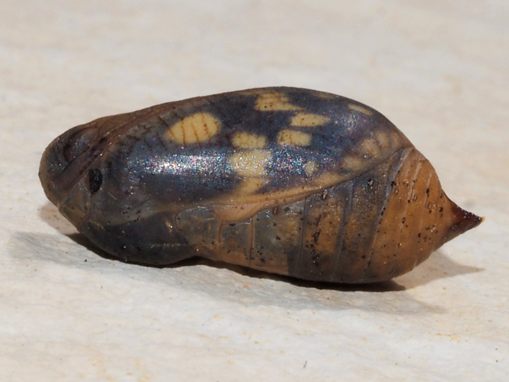 Bild Nr.07415 zum Vergrößern klicken Bild Nr.07415