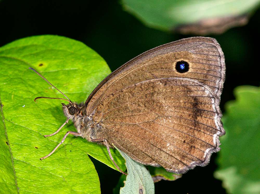 Bild Nr.07427 zum Vergrößern klicken Bild Nr.07427