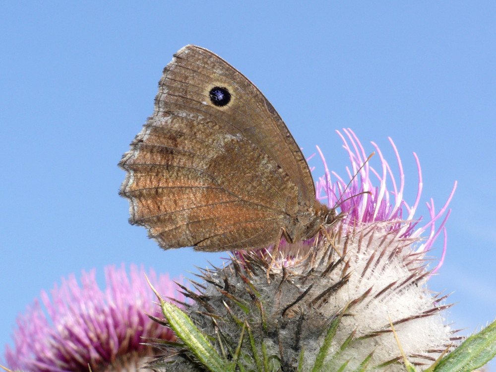 Bild Nr.07427 zum Vergrößern klicken Bild Nr.07427