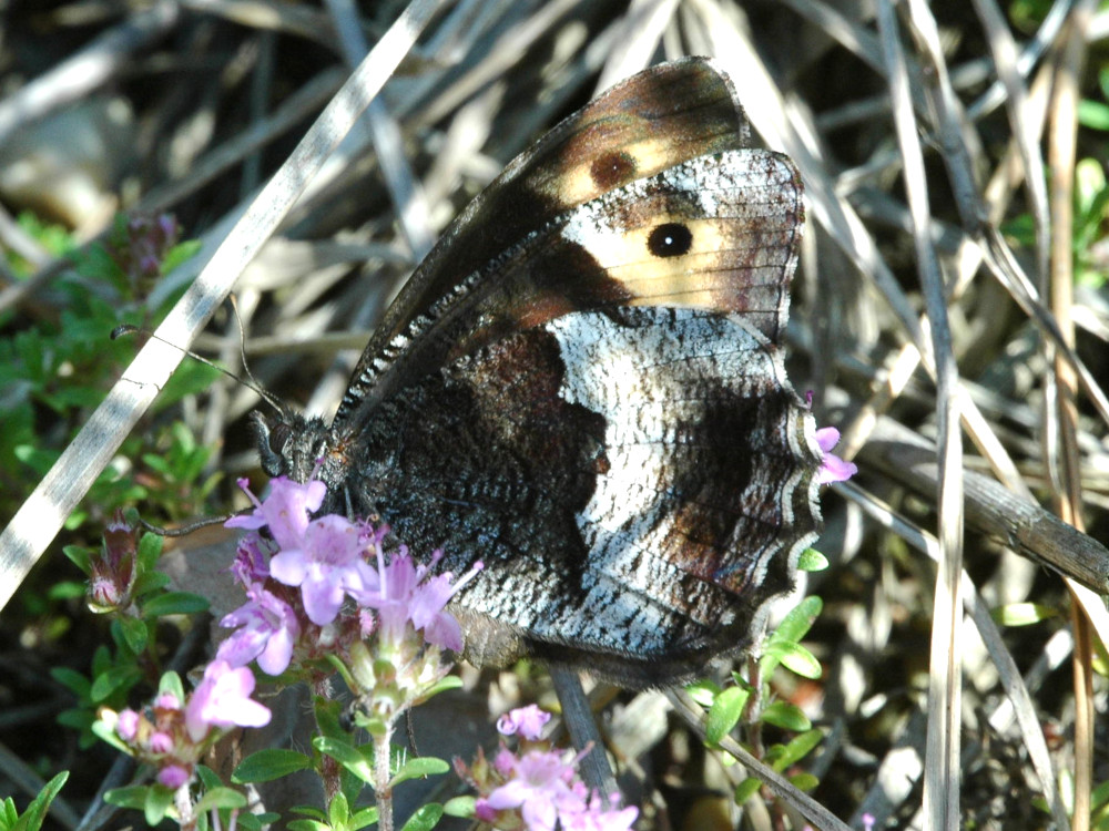 Bild Nr.07430 zum Vergrößern klicken Bild Nr.07430