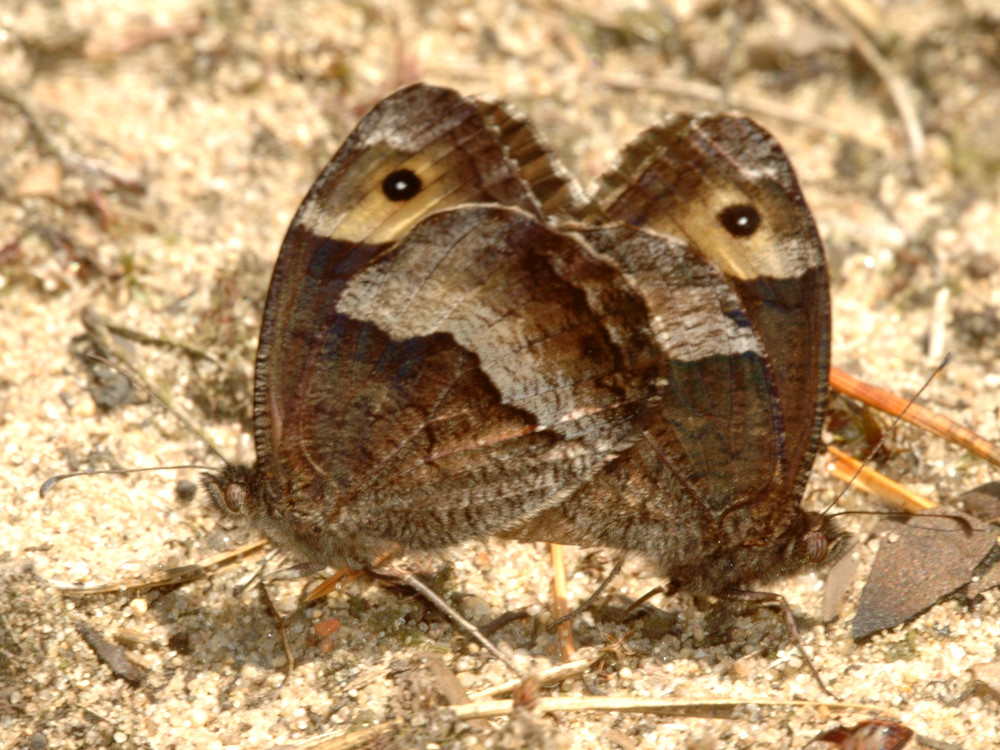 Bild Nr.07430 zum Vergrößern klicken Bild Nr.07430